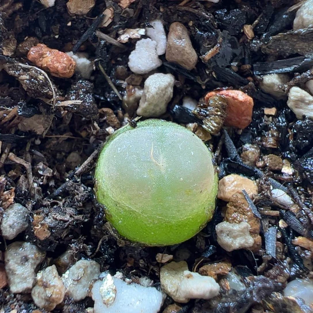 170130多肉植物百科