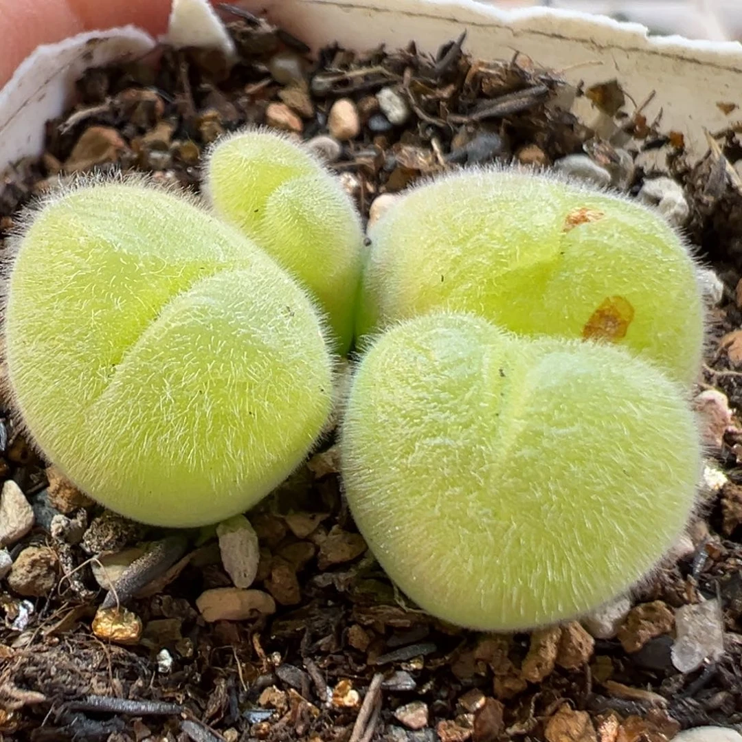239多肉植物种类