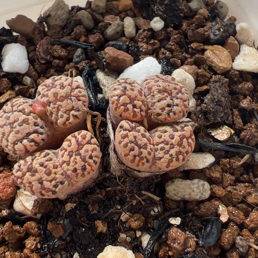 180235多肉植物百科