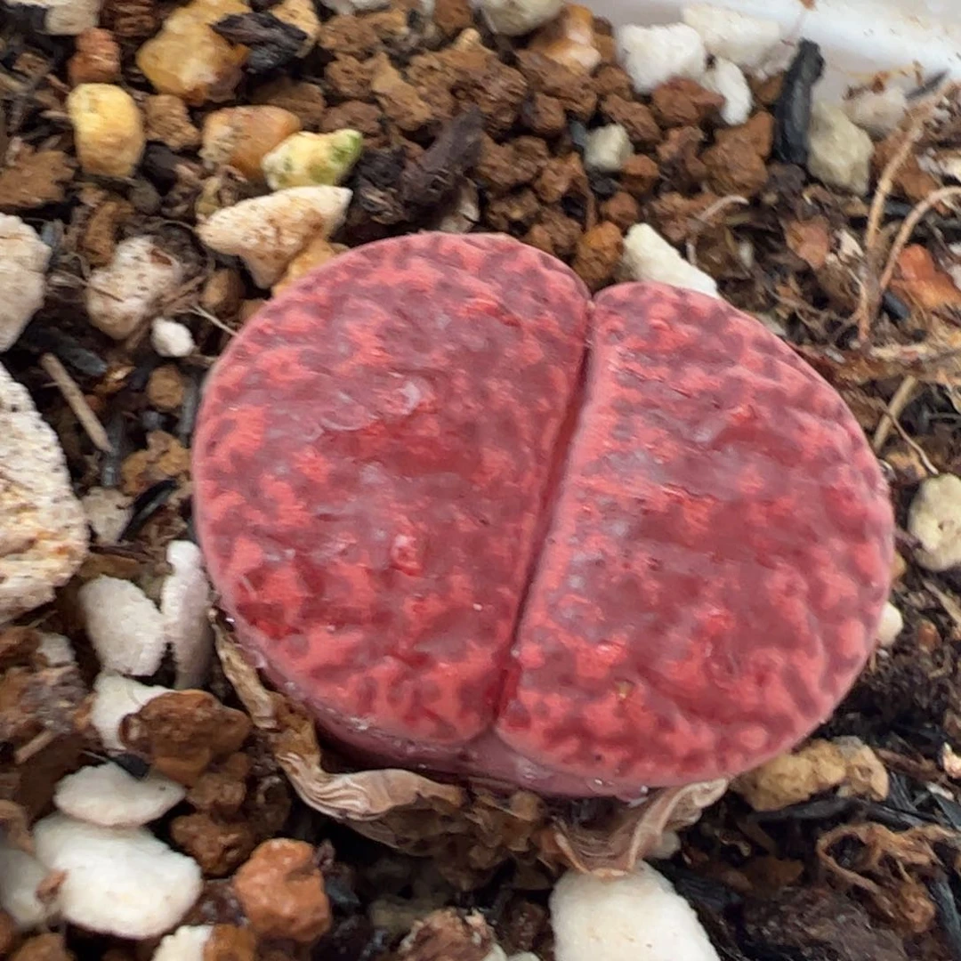 473多肉植物百科
