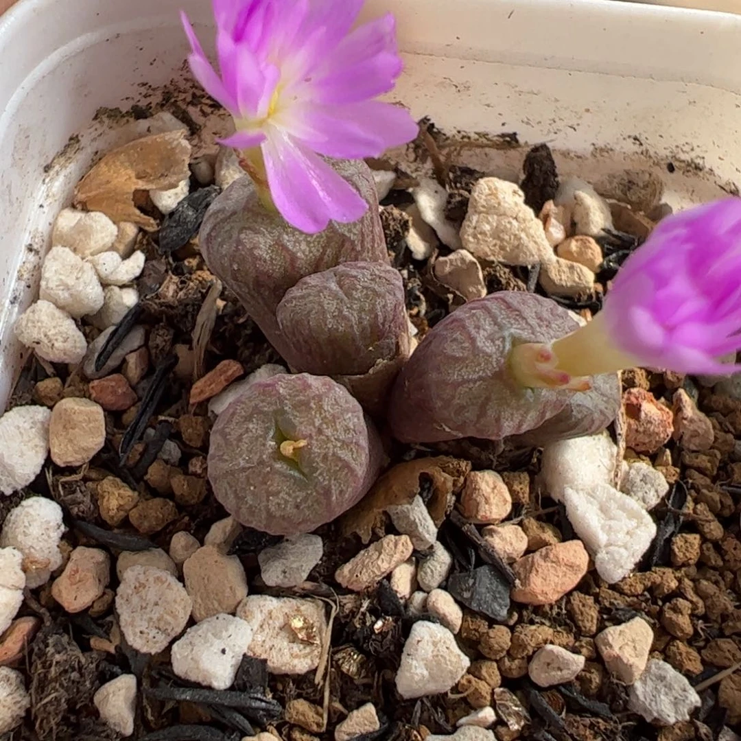 23038多肉植物百科