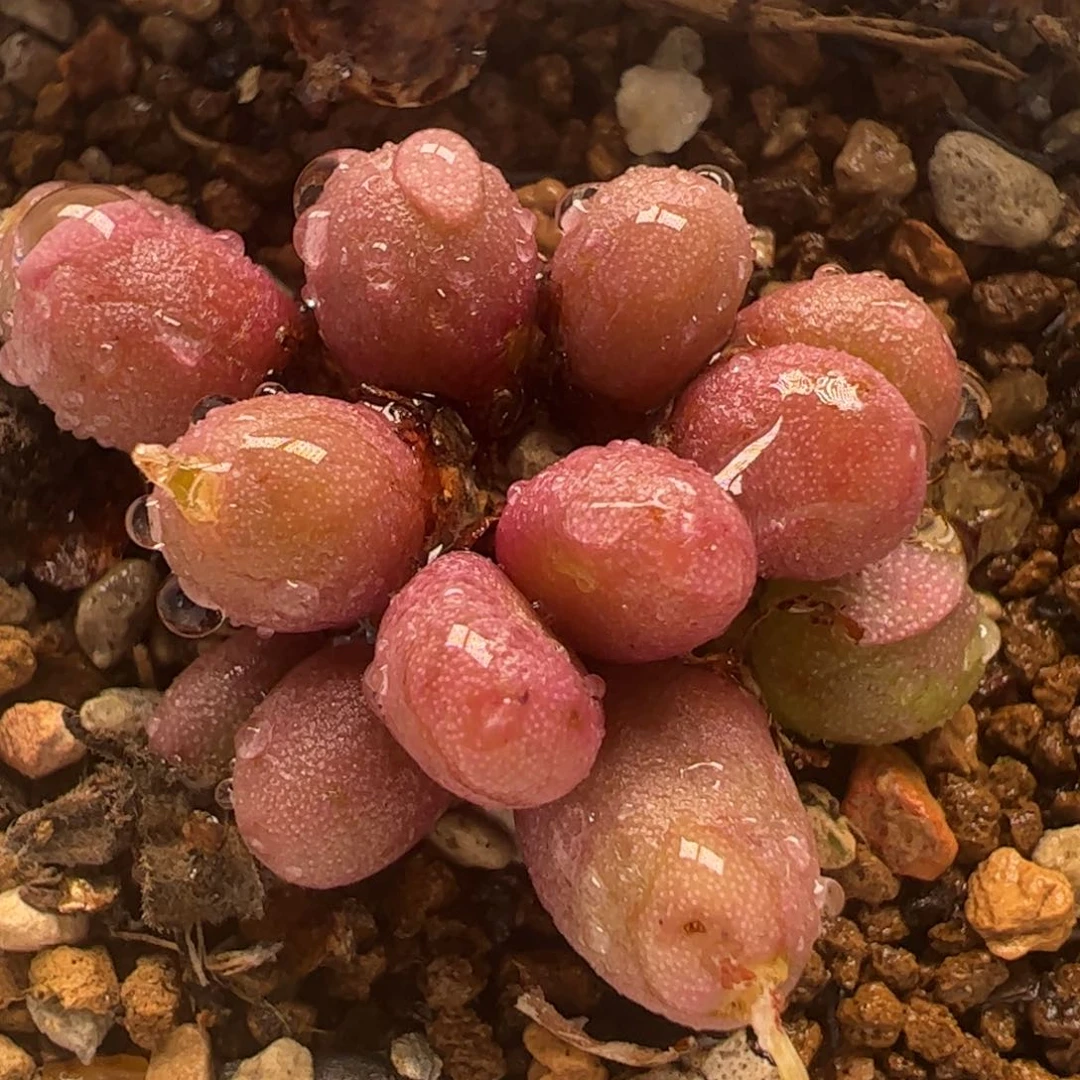 62多肉植物百科葡萄