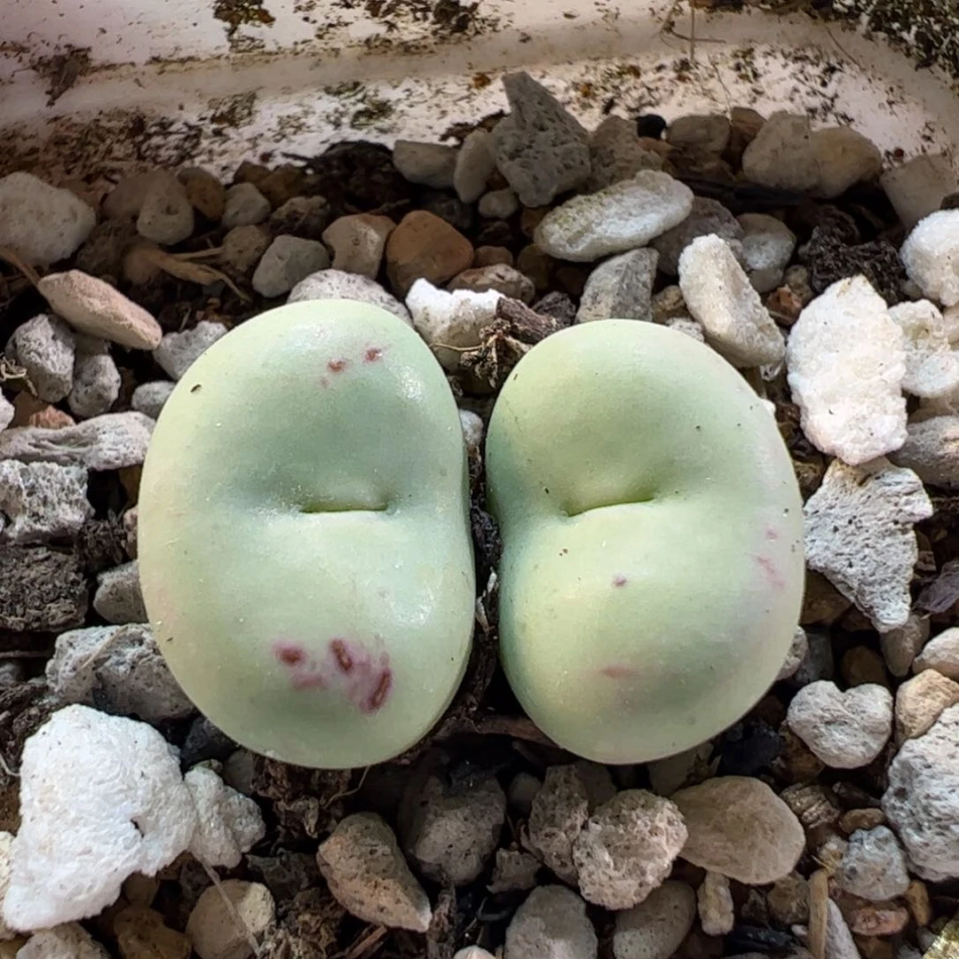 160147多肉植物百科