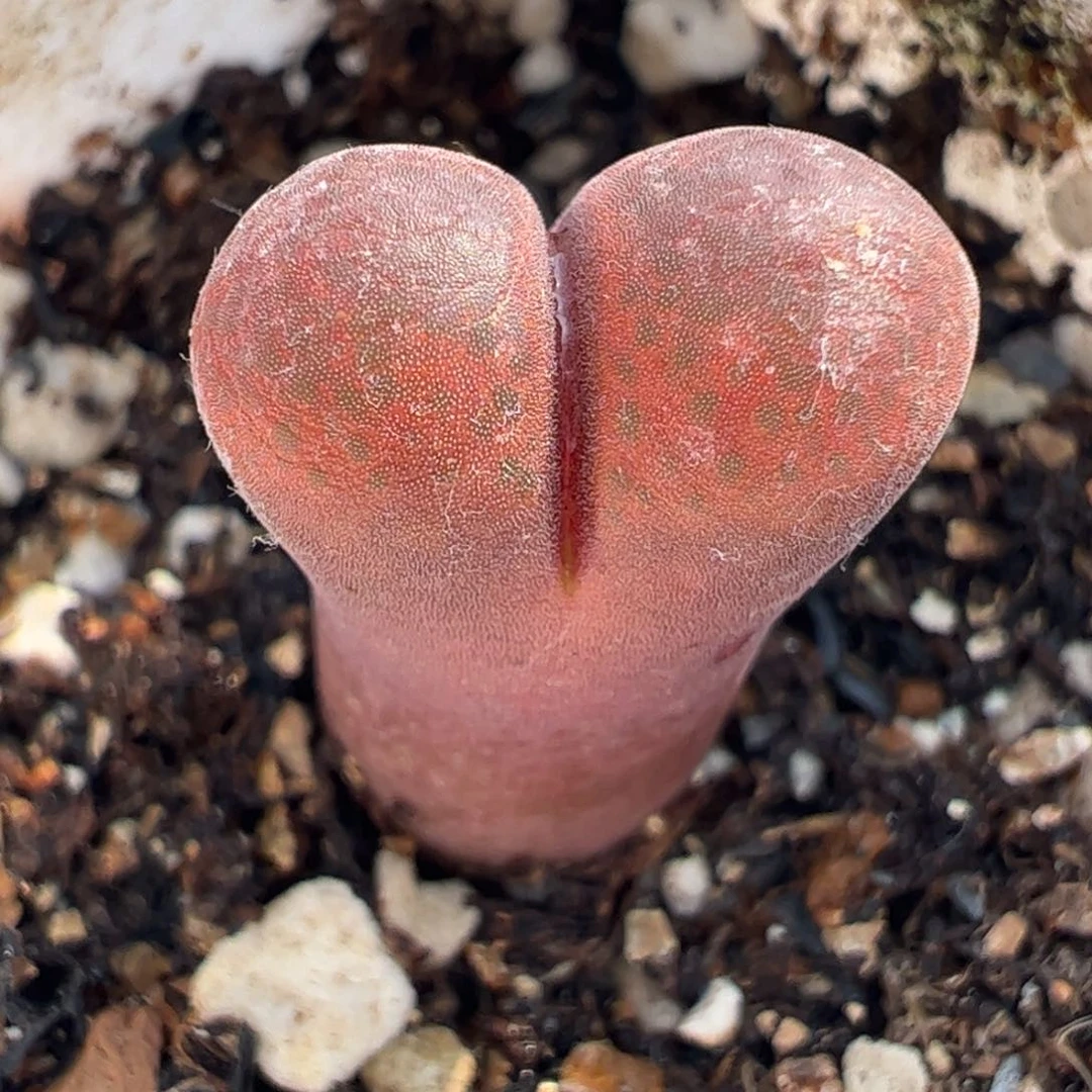 16093多肉植物百科