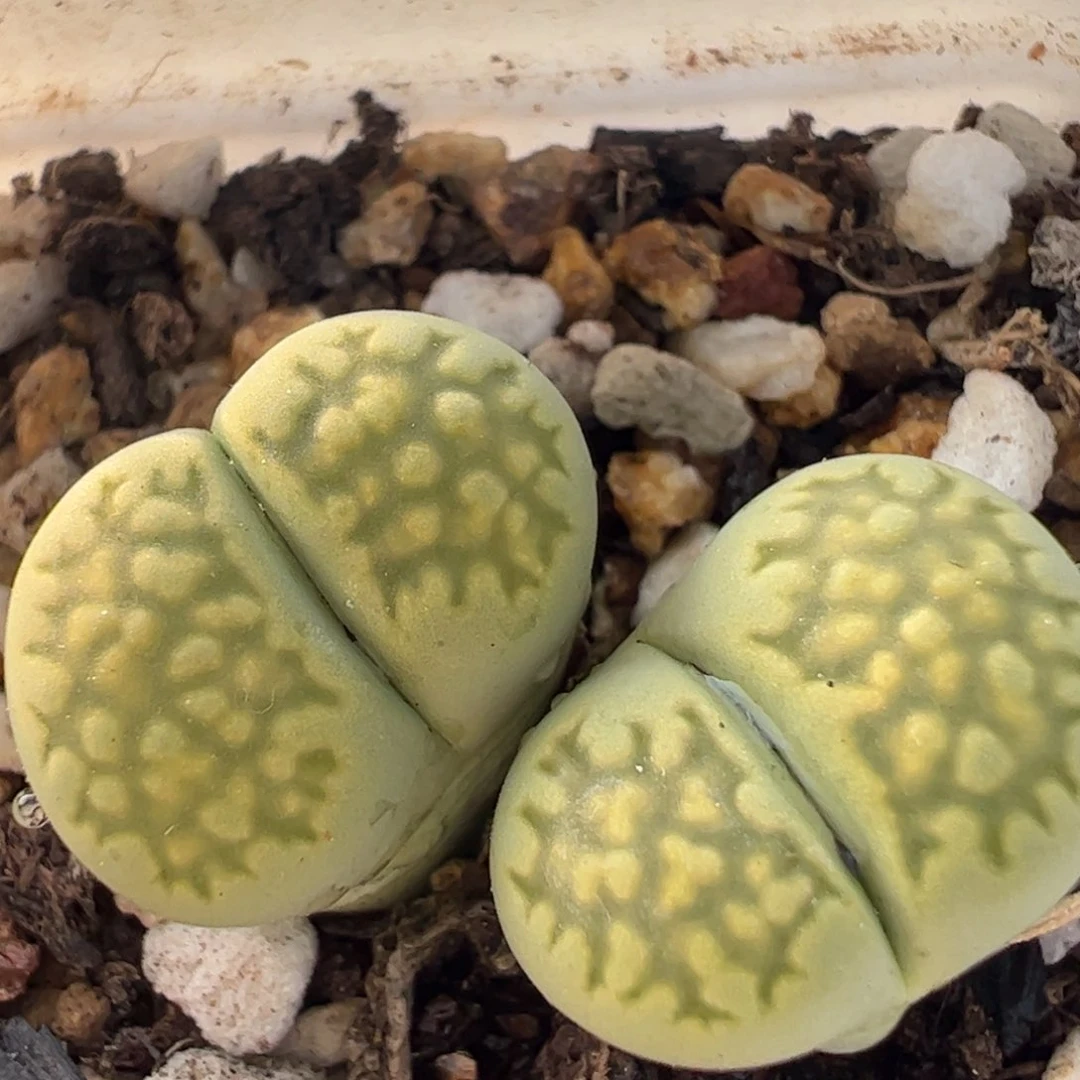 287多肉植物百科知识