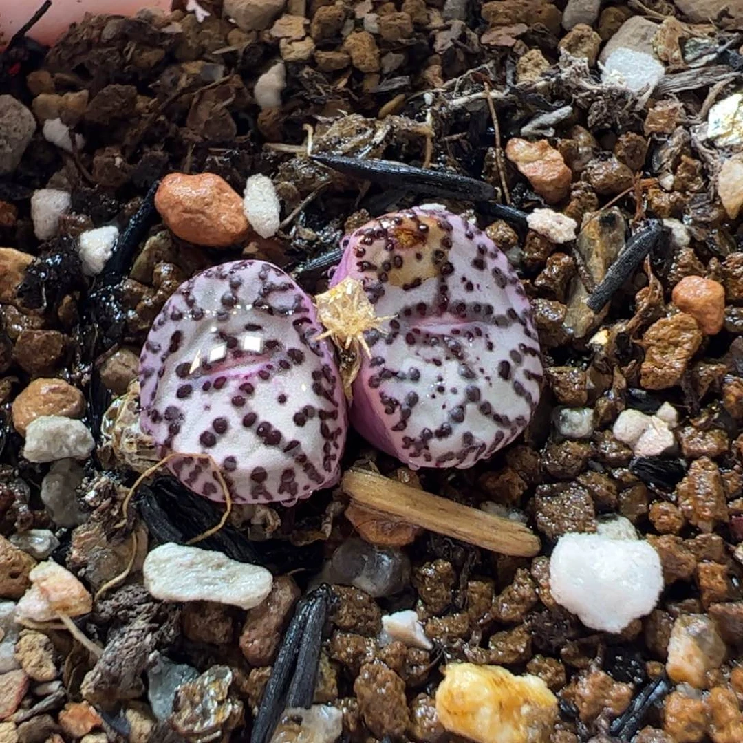 290182多肉植物百科