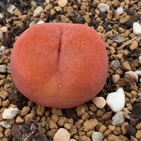 ，377多肉植物百科