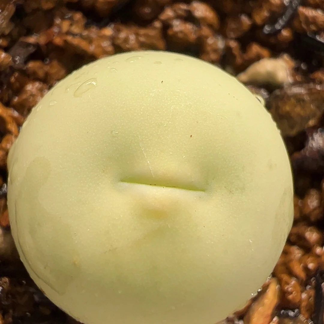 316多肉植物百科