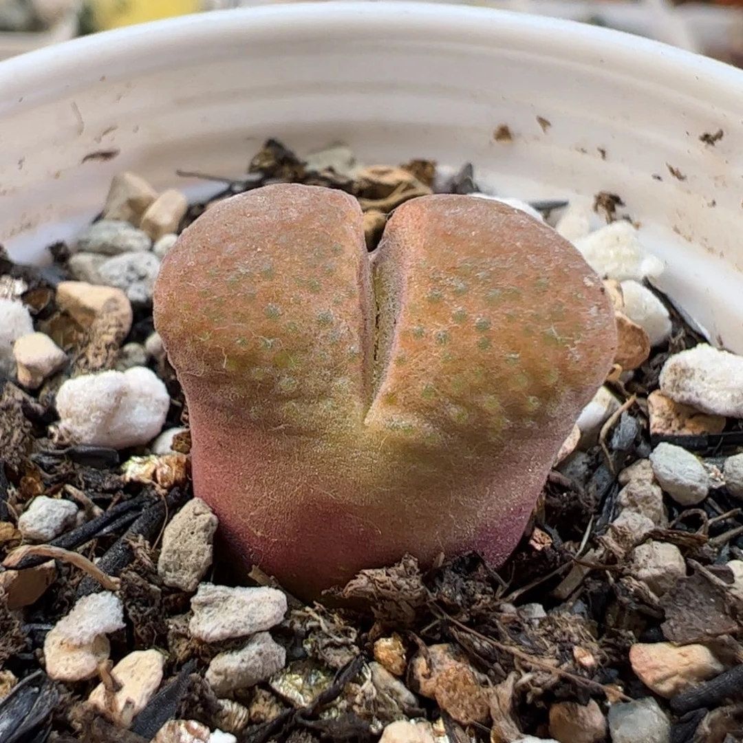 170134多肉植物百科