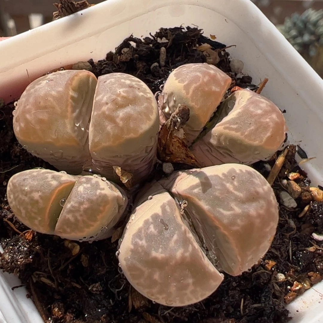 180222多肉植物百科