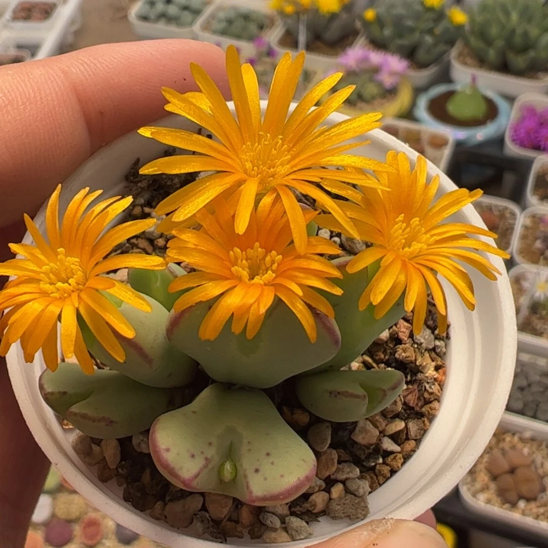 160131多肉植物百科