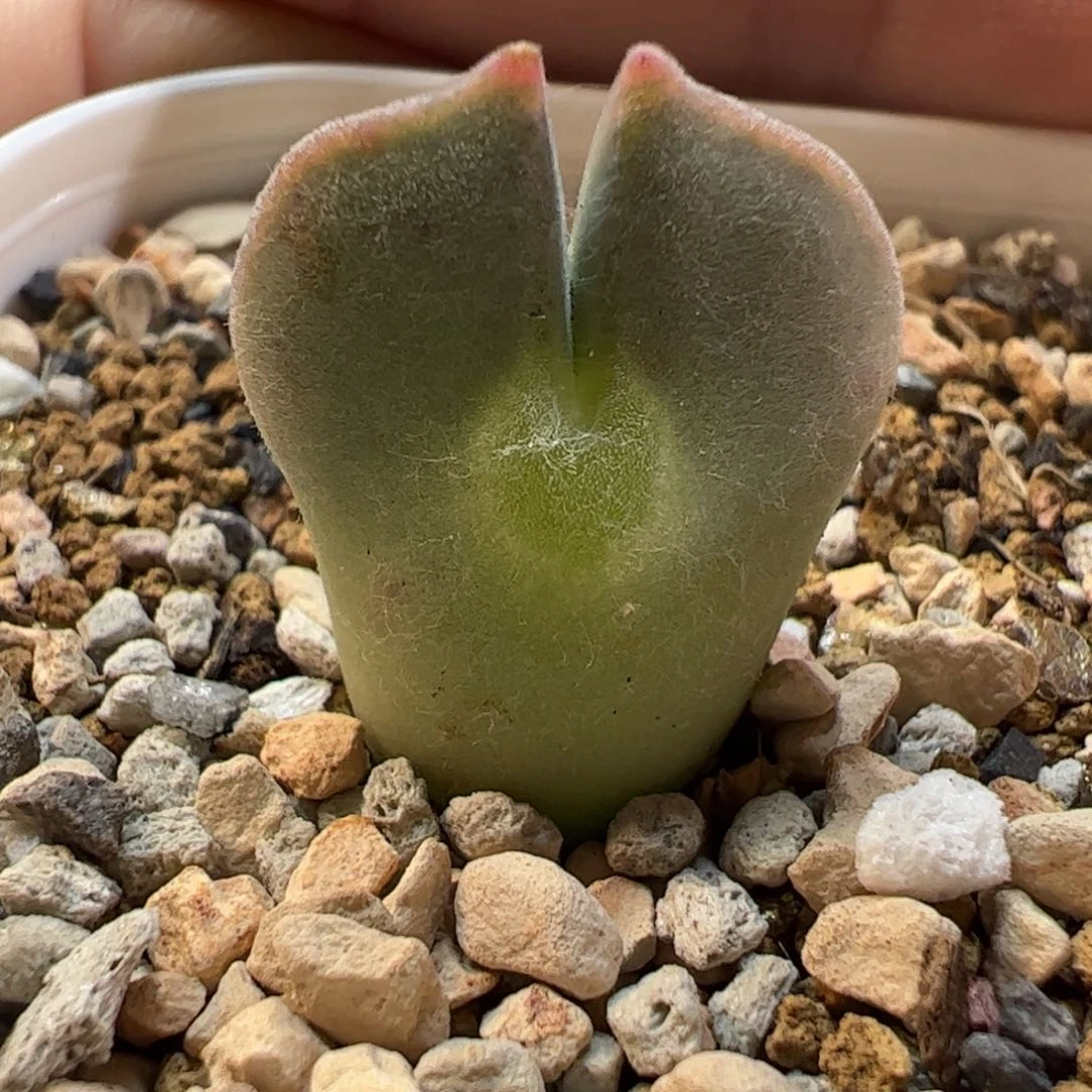 250115多肉植物百科