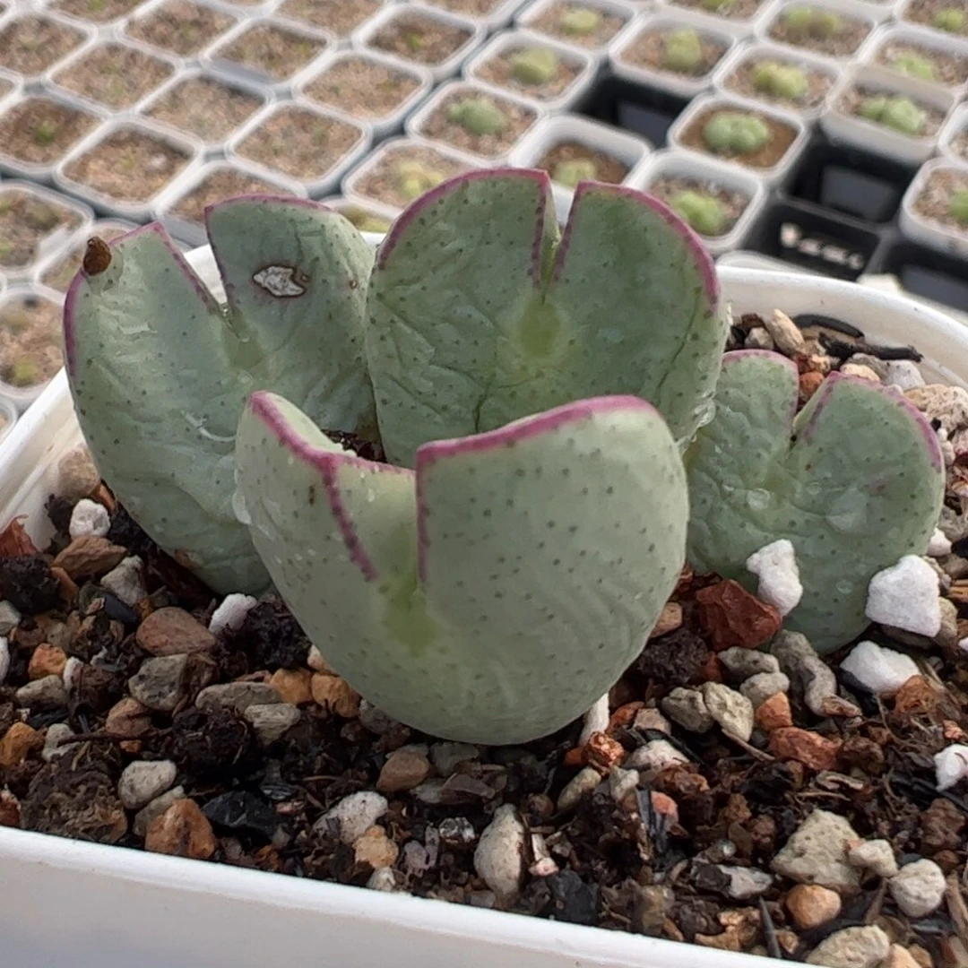 483多肉植物百科