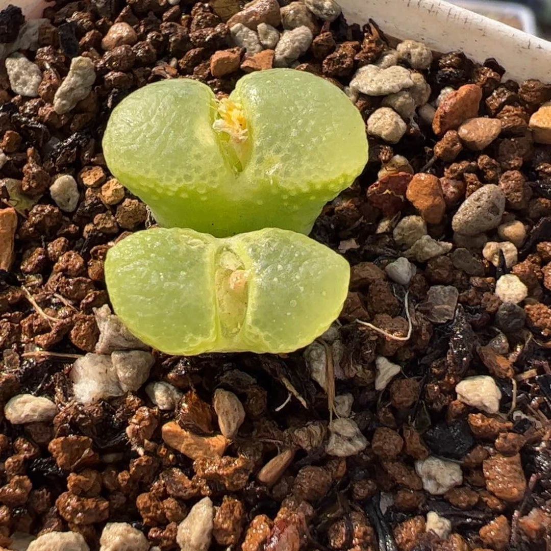 060167多肉植物百科