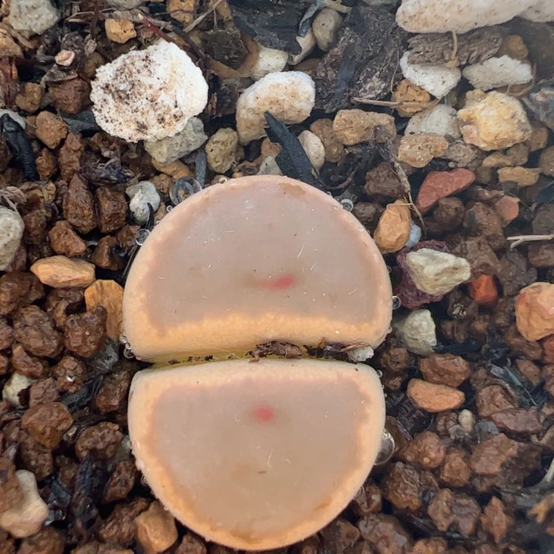 453多肉植物百科