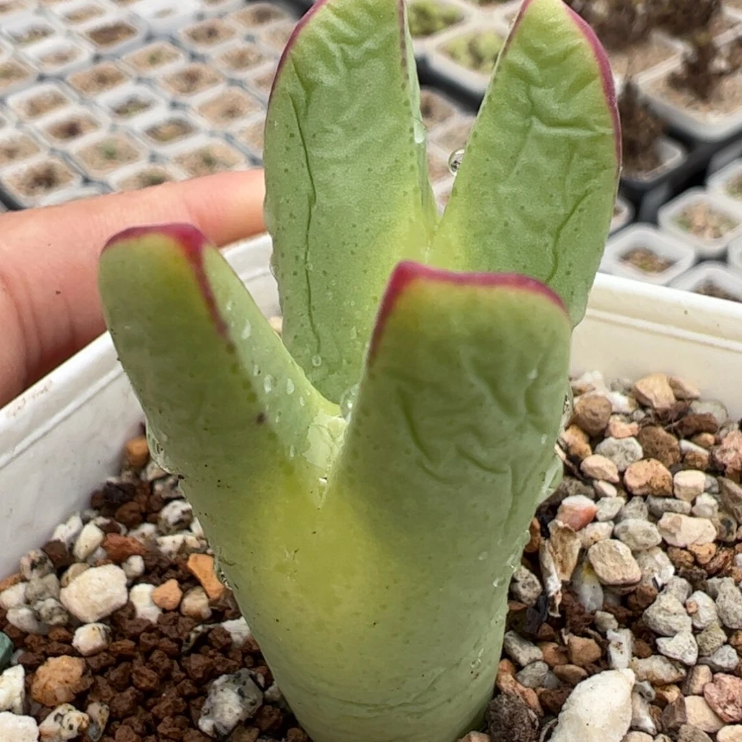 446多肉植物百科