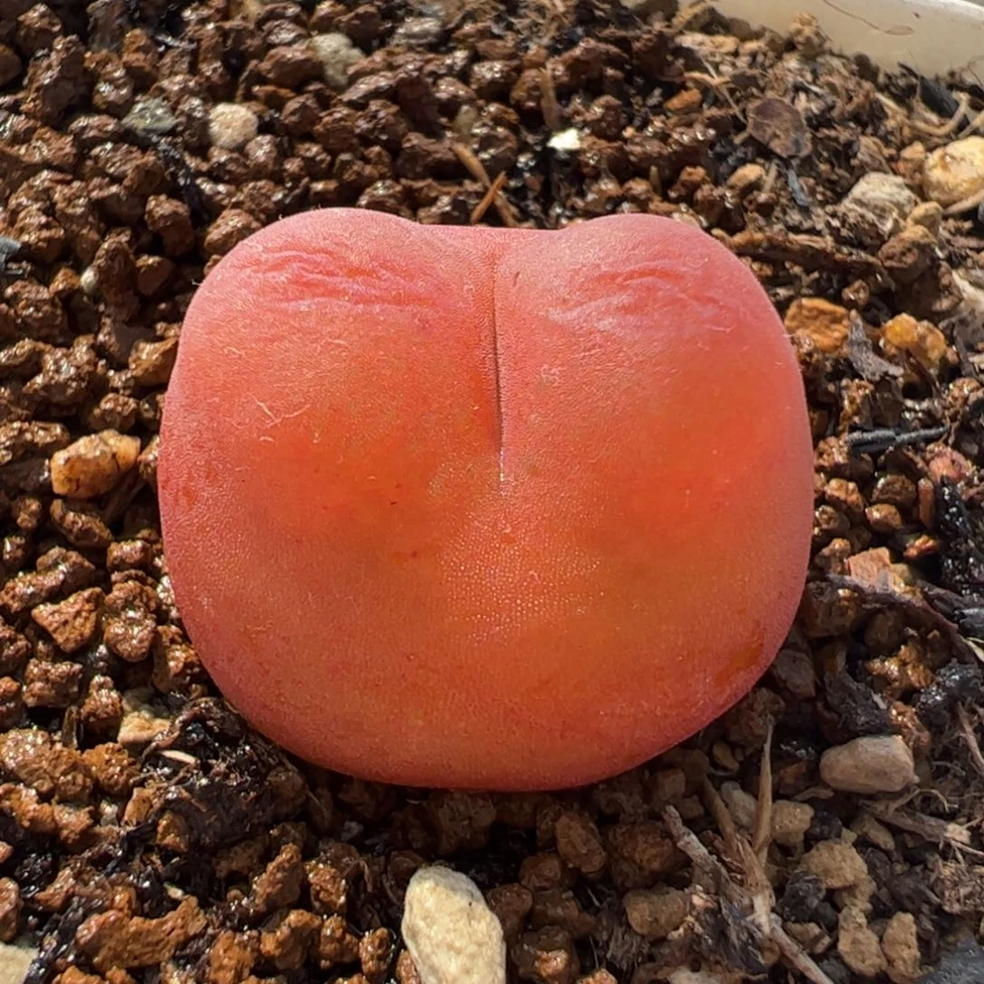 240139多肉植物百科