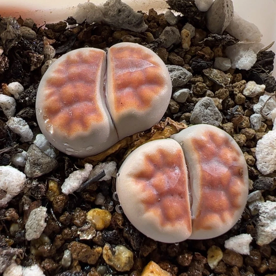 29.129多肉植物百科