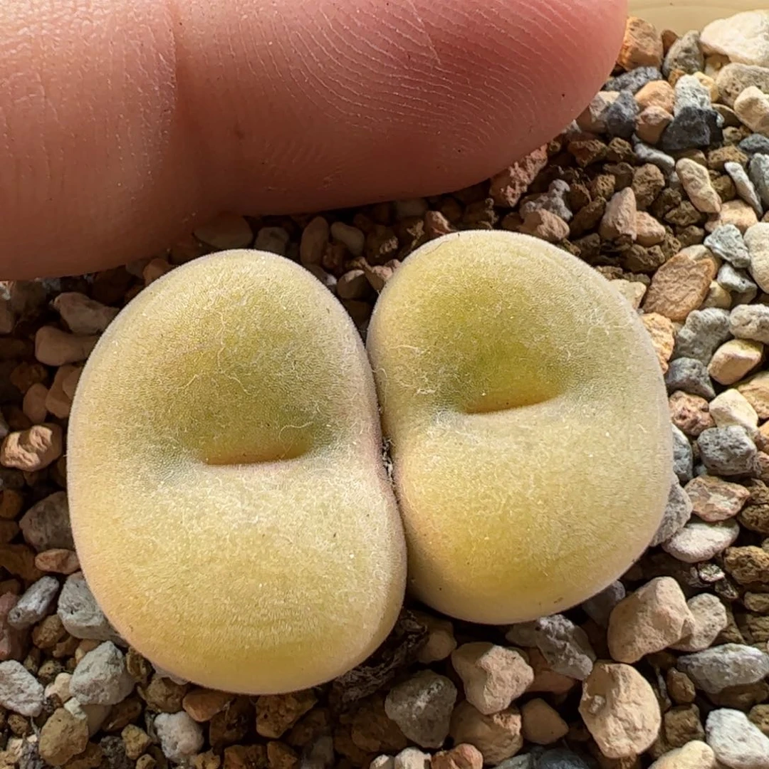 27065多肉植物百科