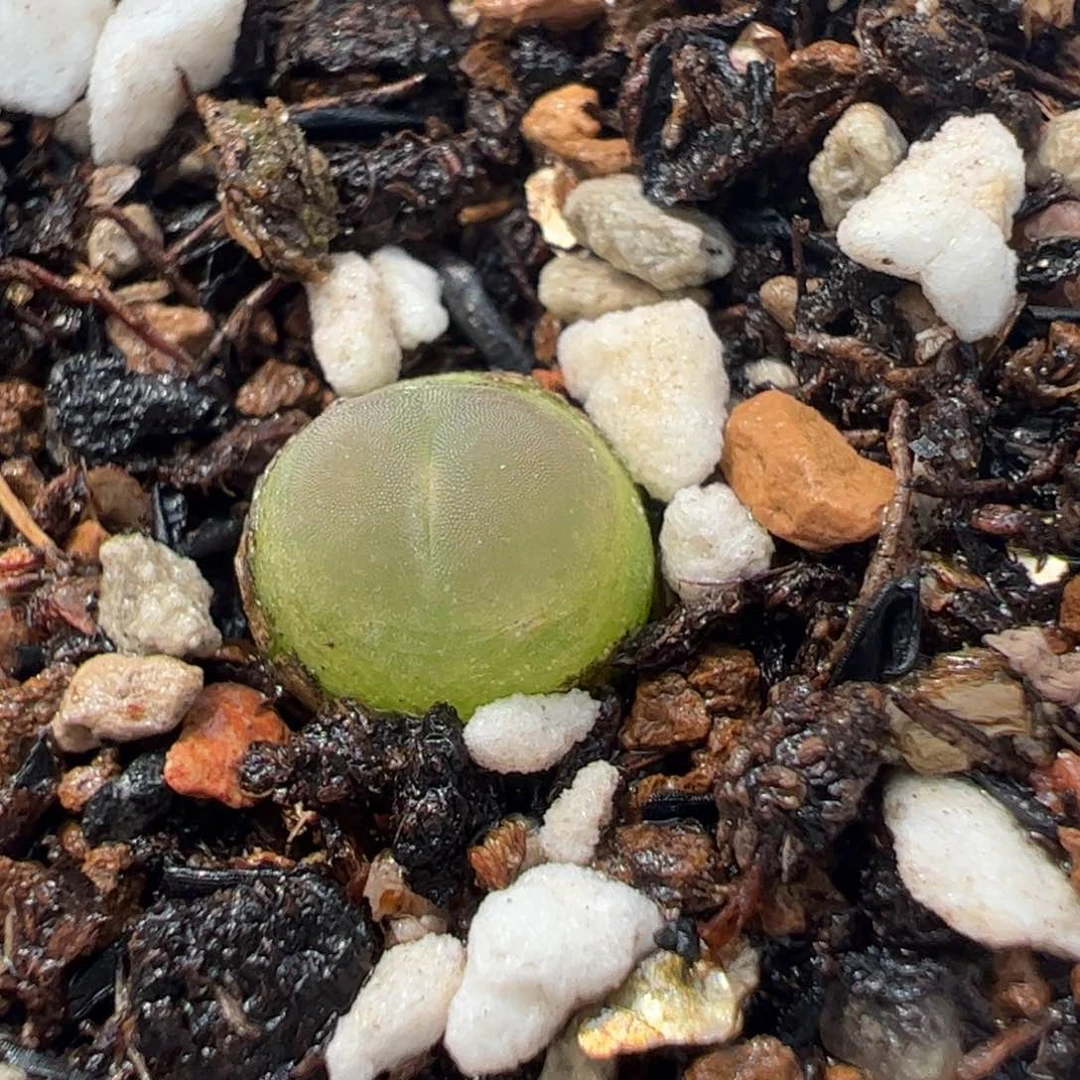 26.181多肉植物百科
