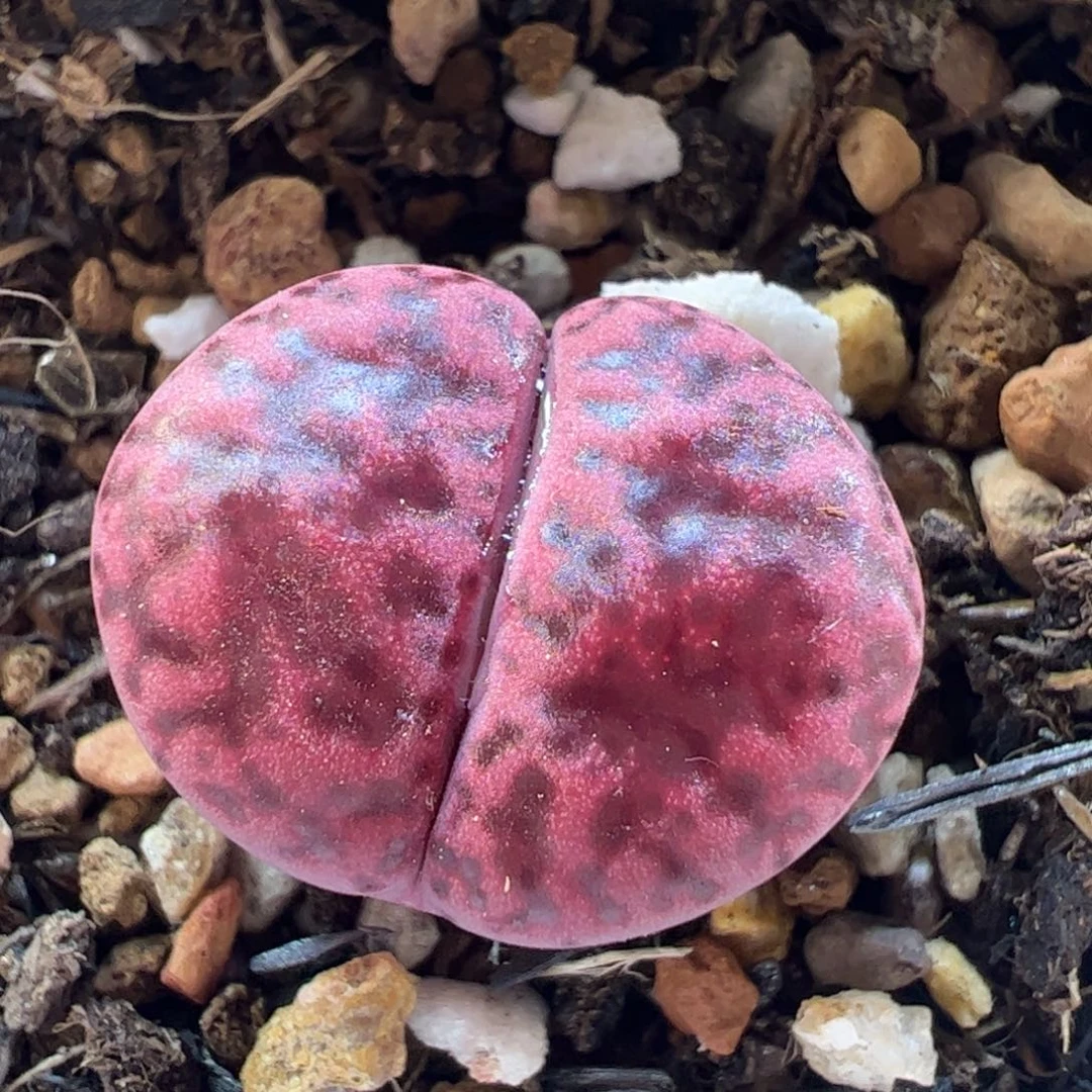 357多肉植物百科