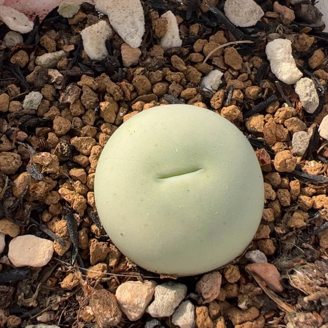 31 121多肉植物百科