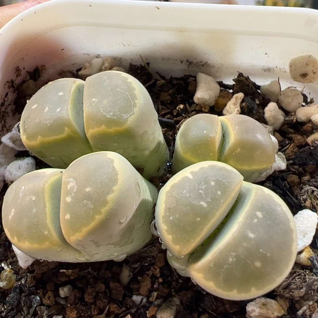 356多肉植物百科