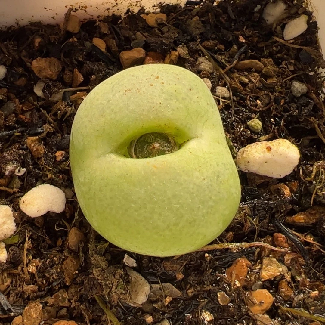 170193多肉植物百科