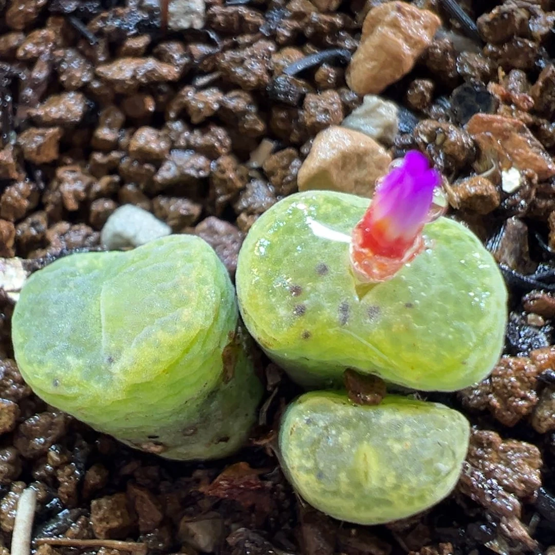 227多肉植物种类
