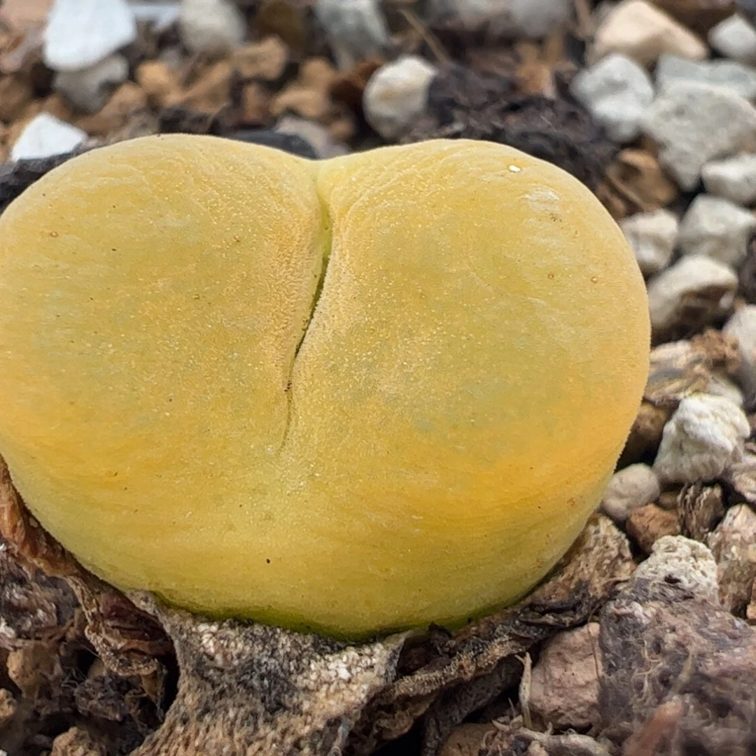 247多肉植物百科