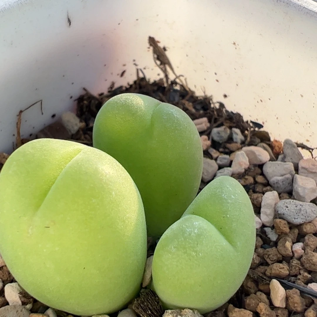 278多肉植物百科