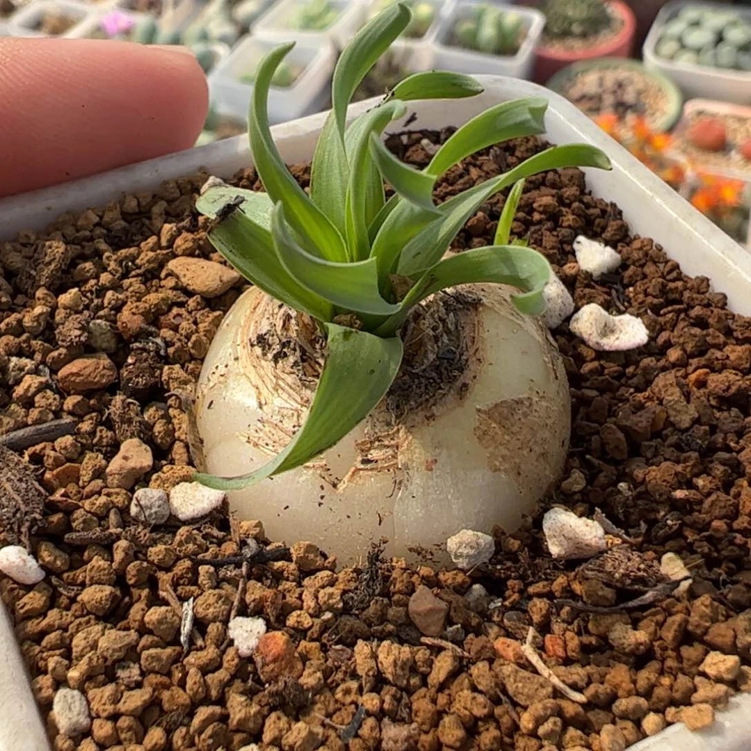 090224多肉植物百科