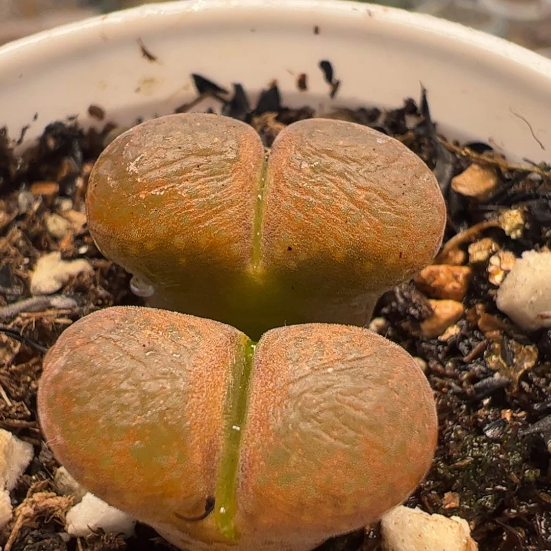 50多肉植物百科百科