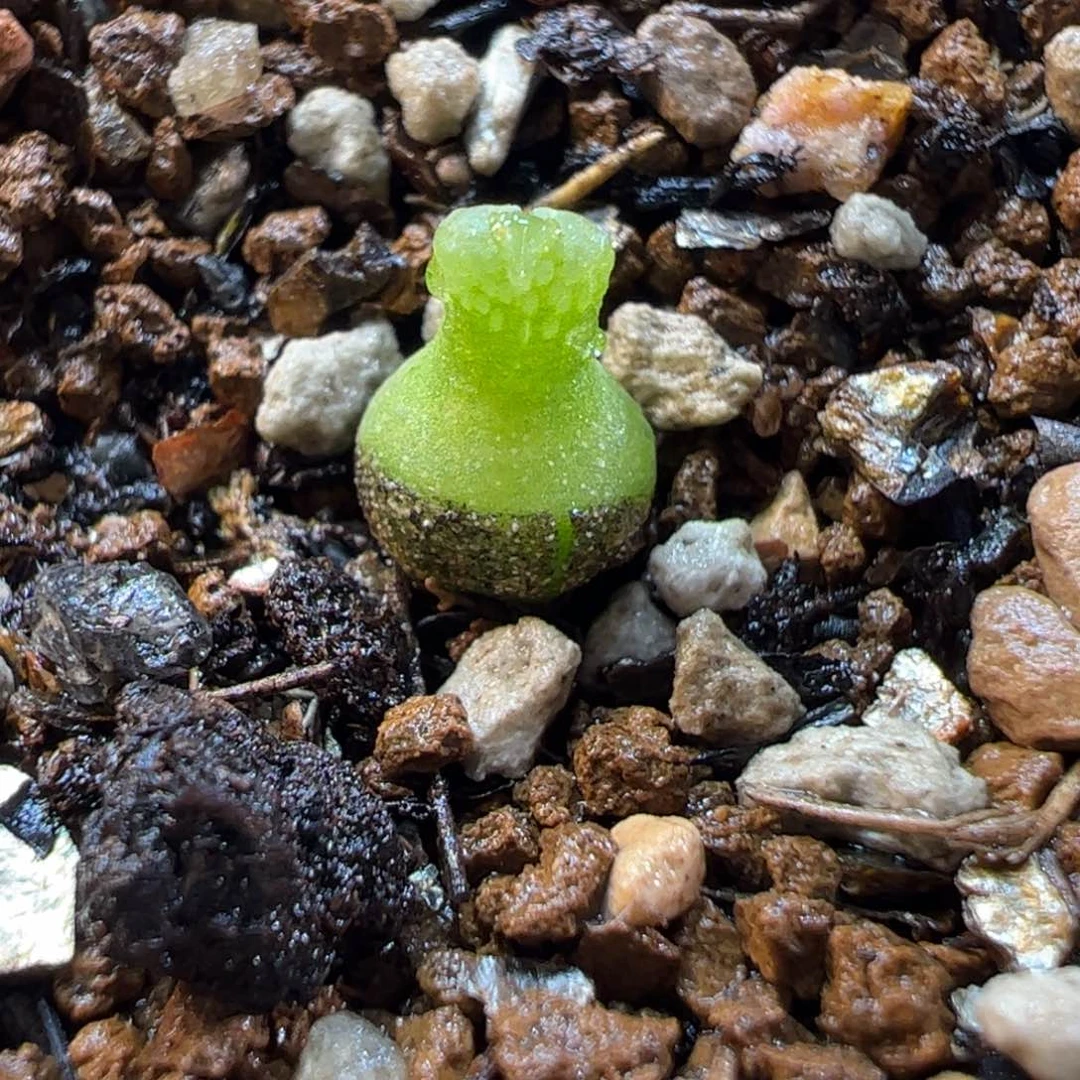 19054多肉植物百科