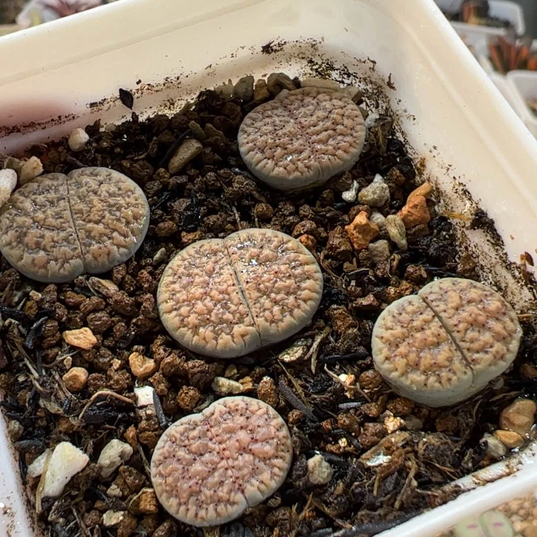 190231多肉植物百科