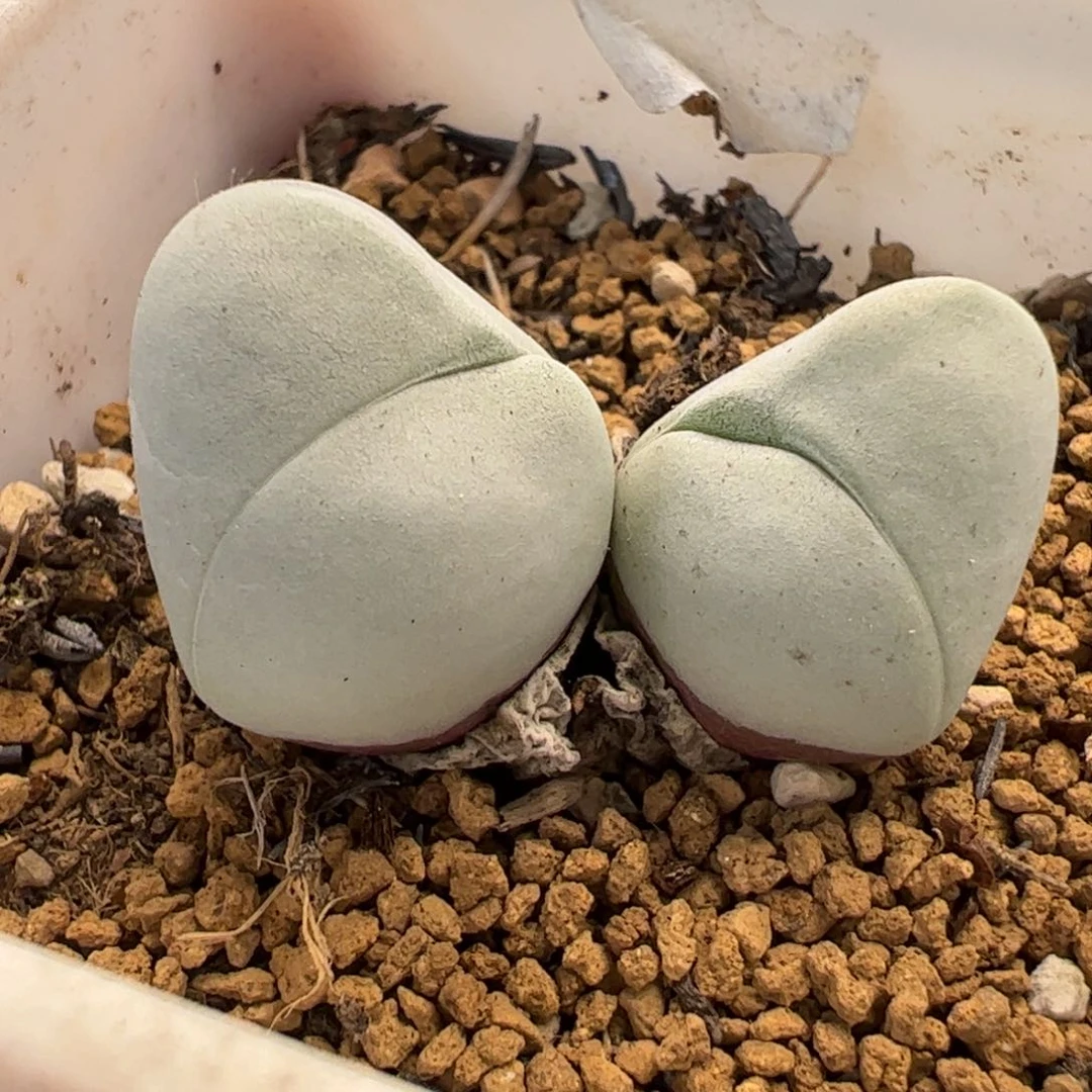 050151多肉植物百科