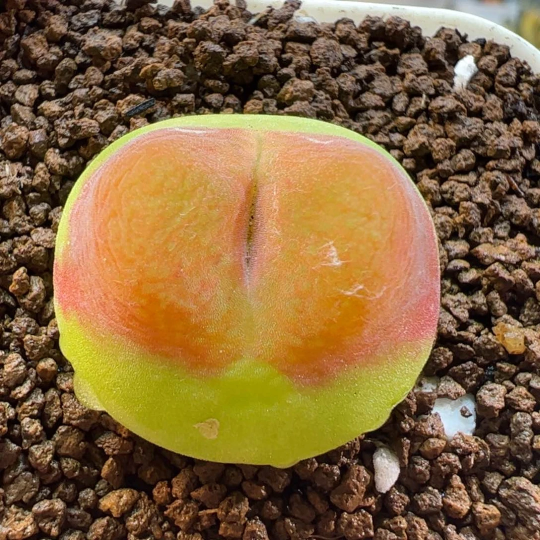 27083多肉植物百科