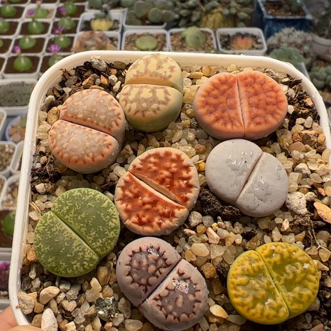 44多肉植物百科知识