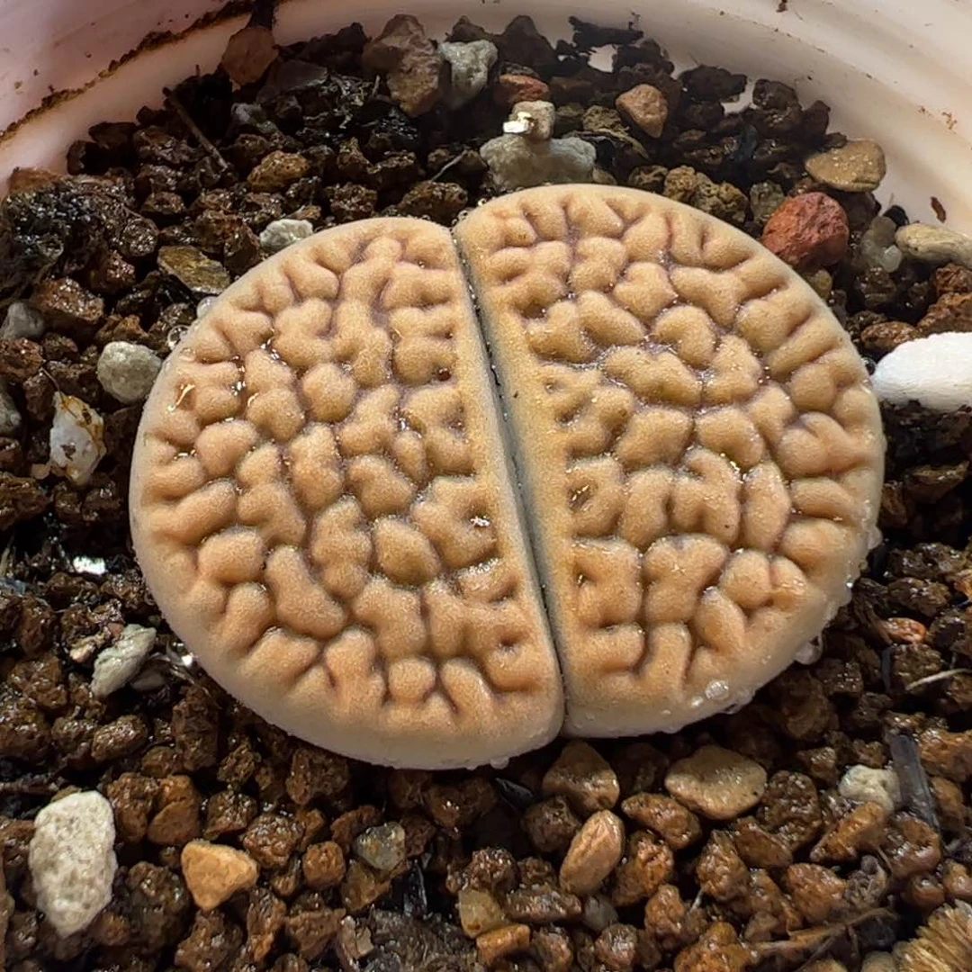 25046多肉植物百科