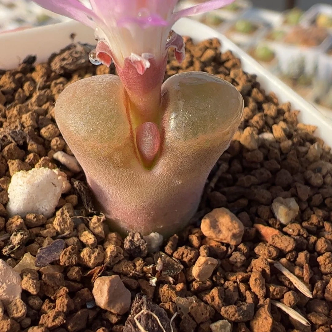 24019多肉植物百科