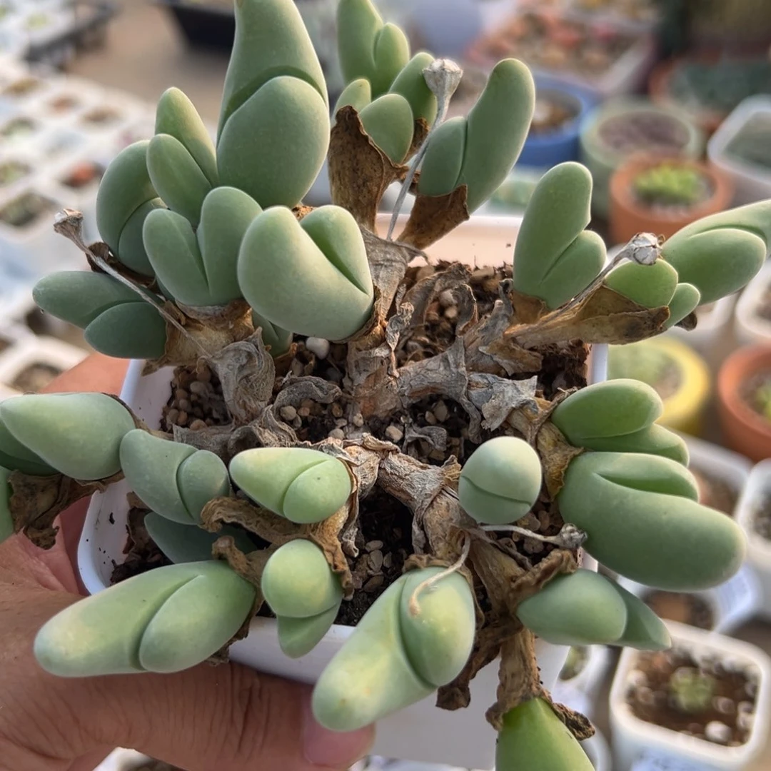 粉鲨鱼多肉植物111