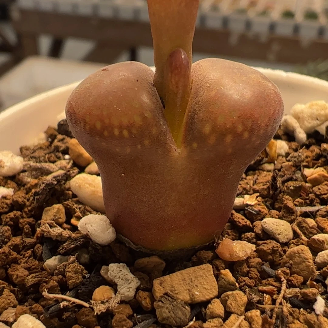 170224多肉植物百科