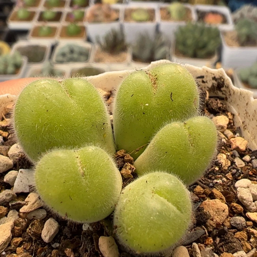 20054多肉植物百科