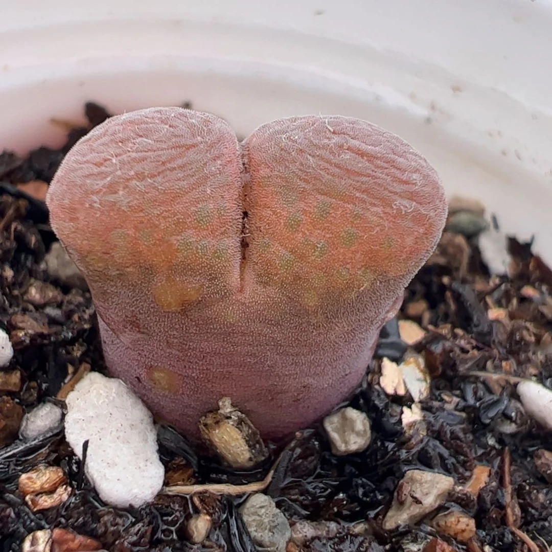 26.220多肉植物百科