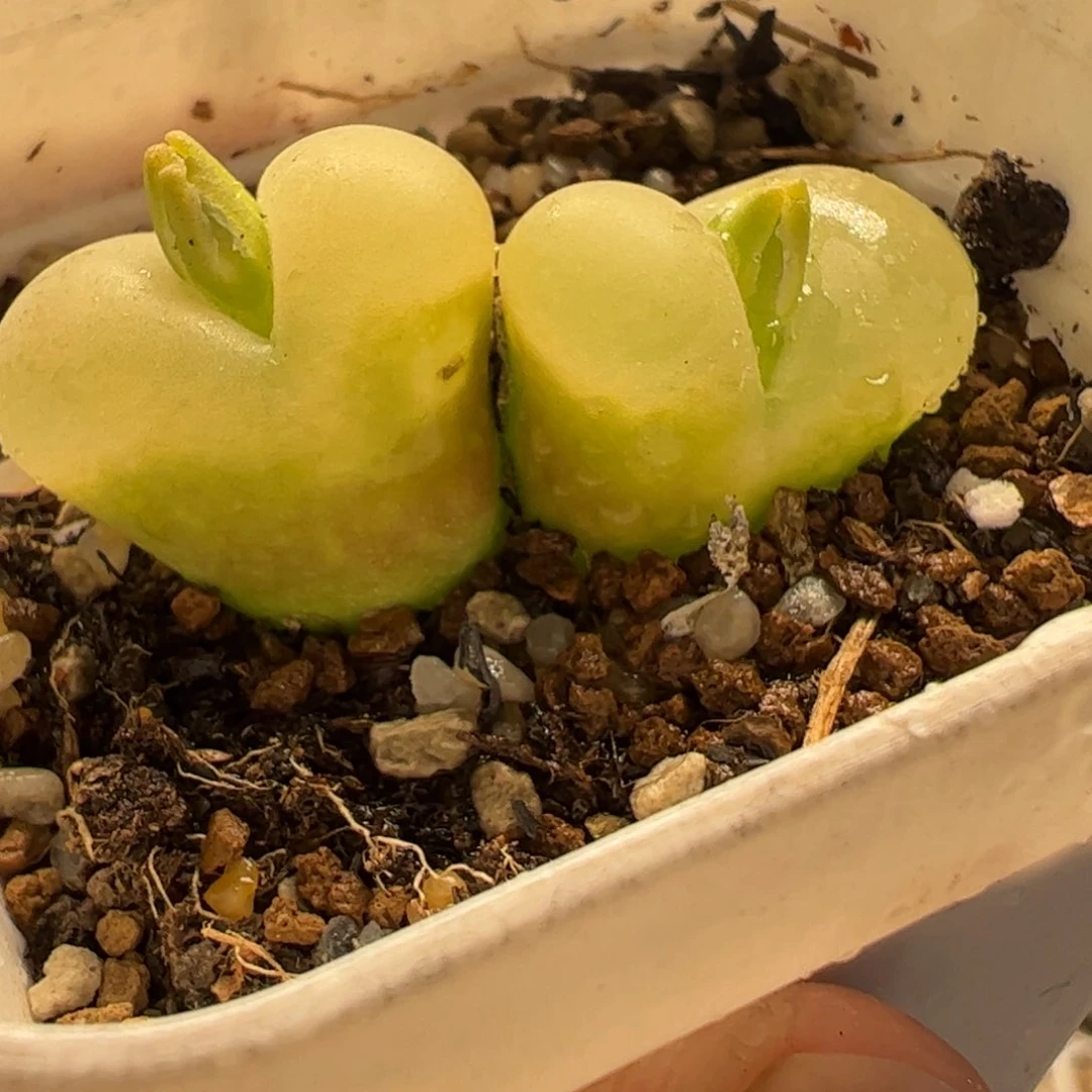 17088多肉植物百科