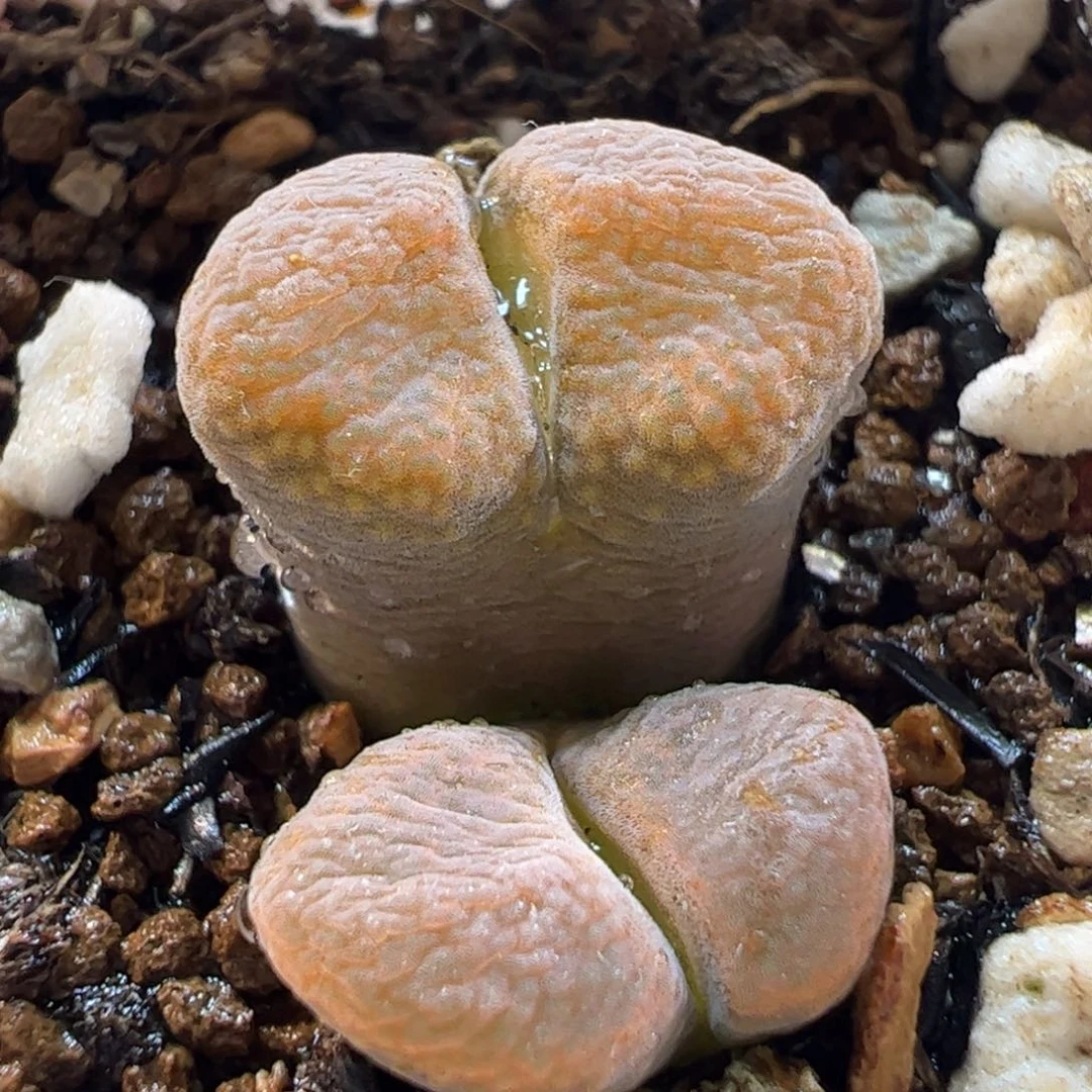 260239多肉植物百科