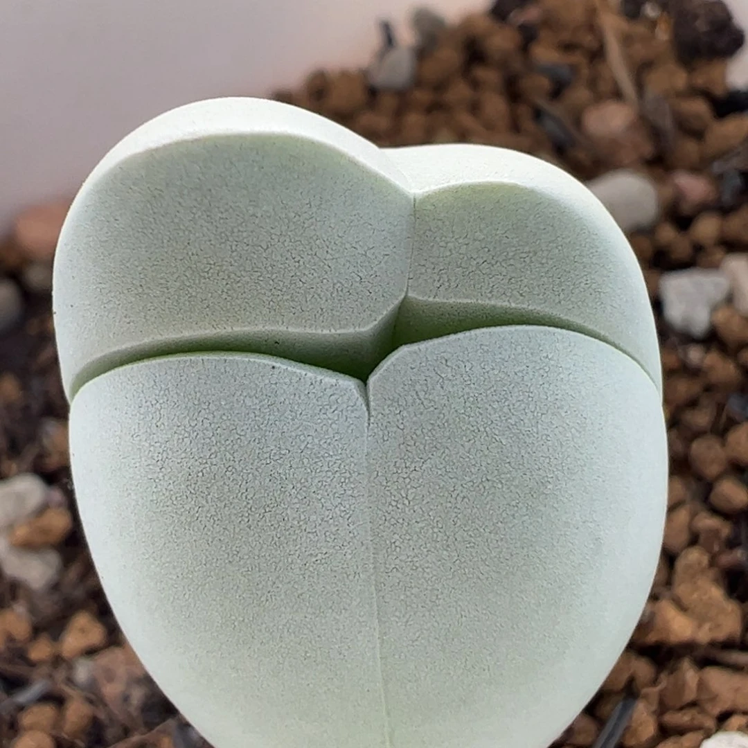 308多肉植物百科