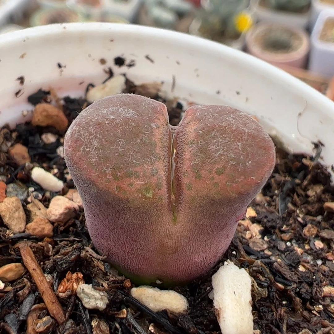 260179多肉植物百科