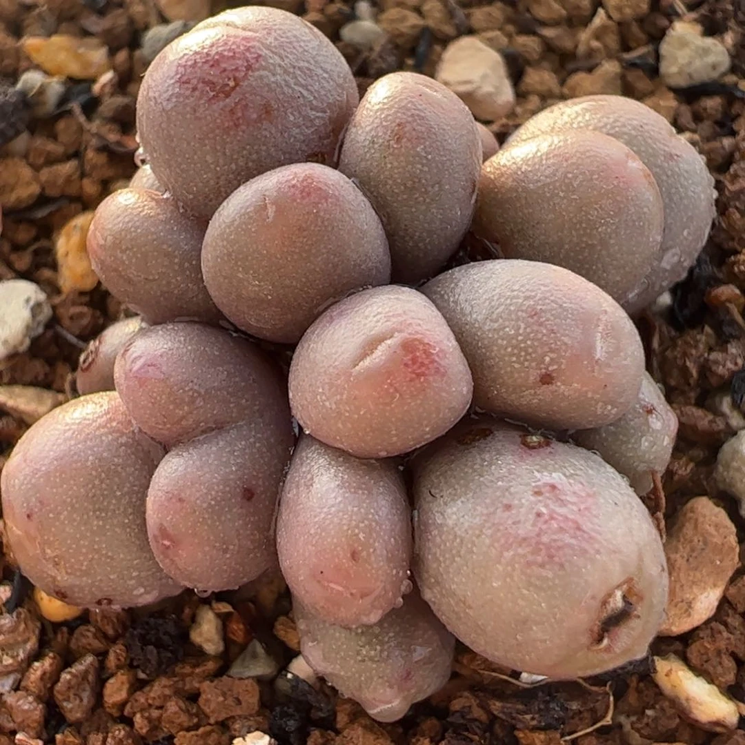 188多肉植物百科
