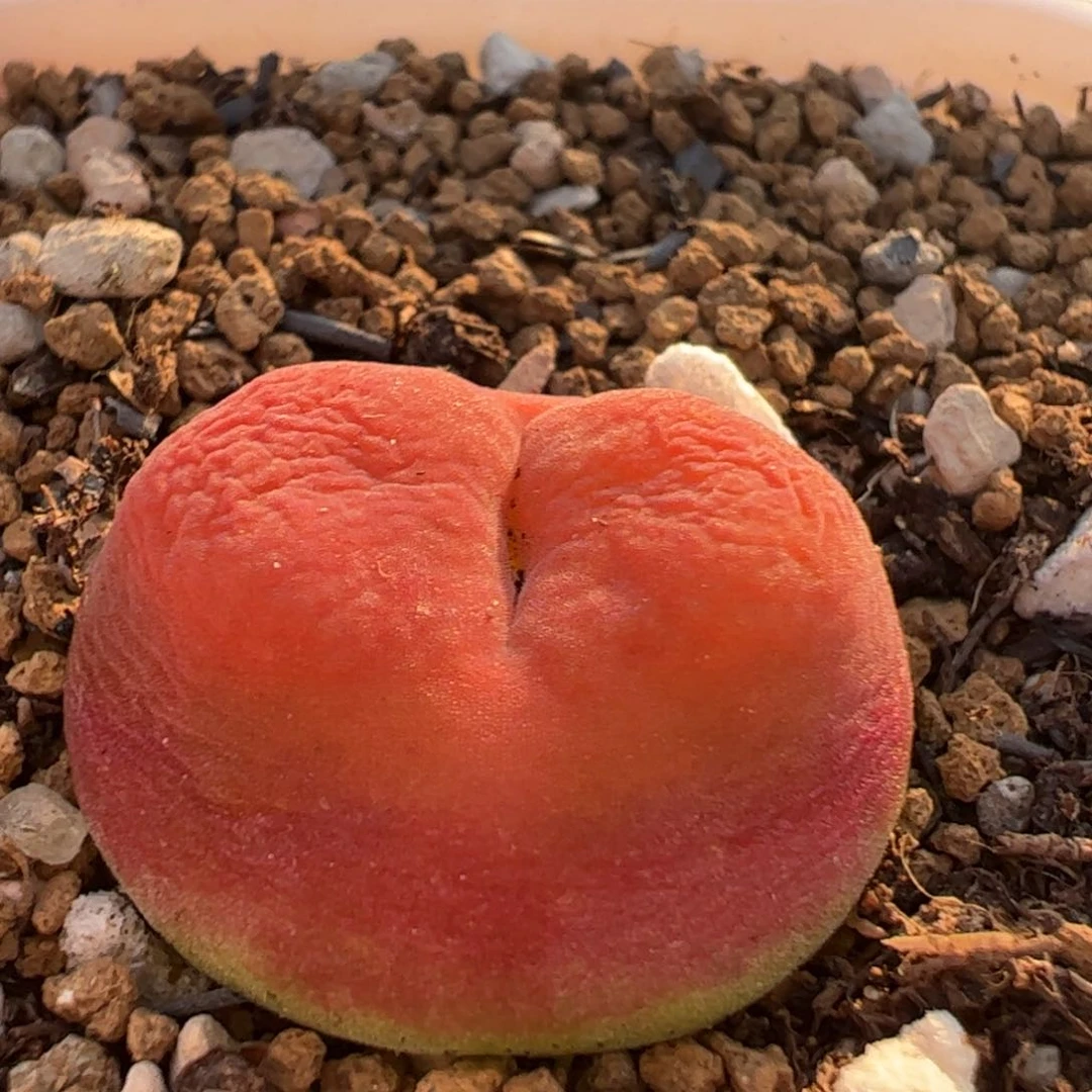 287多肉植物百科